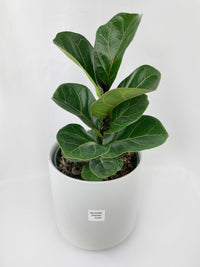 Fiddle Leaf Fig Ficus Lyrata - Bumble Plants