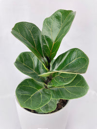 Fiddle Leaf Fig Ficus Lyrata - Bumble Plants