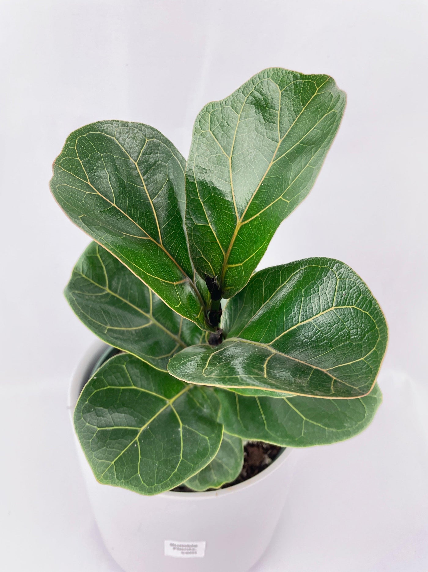 Fiddle Leaf Fig Ficus Lyrata - Bumble Plants