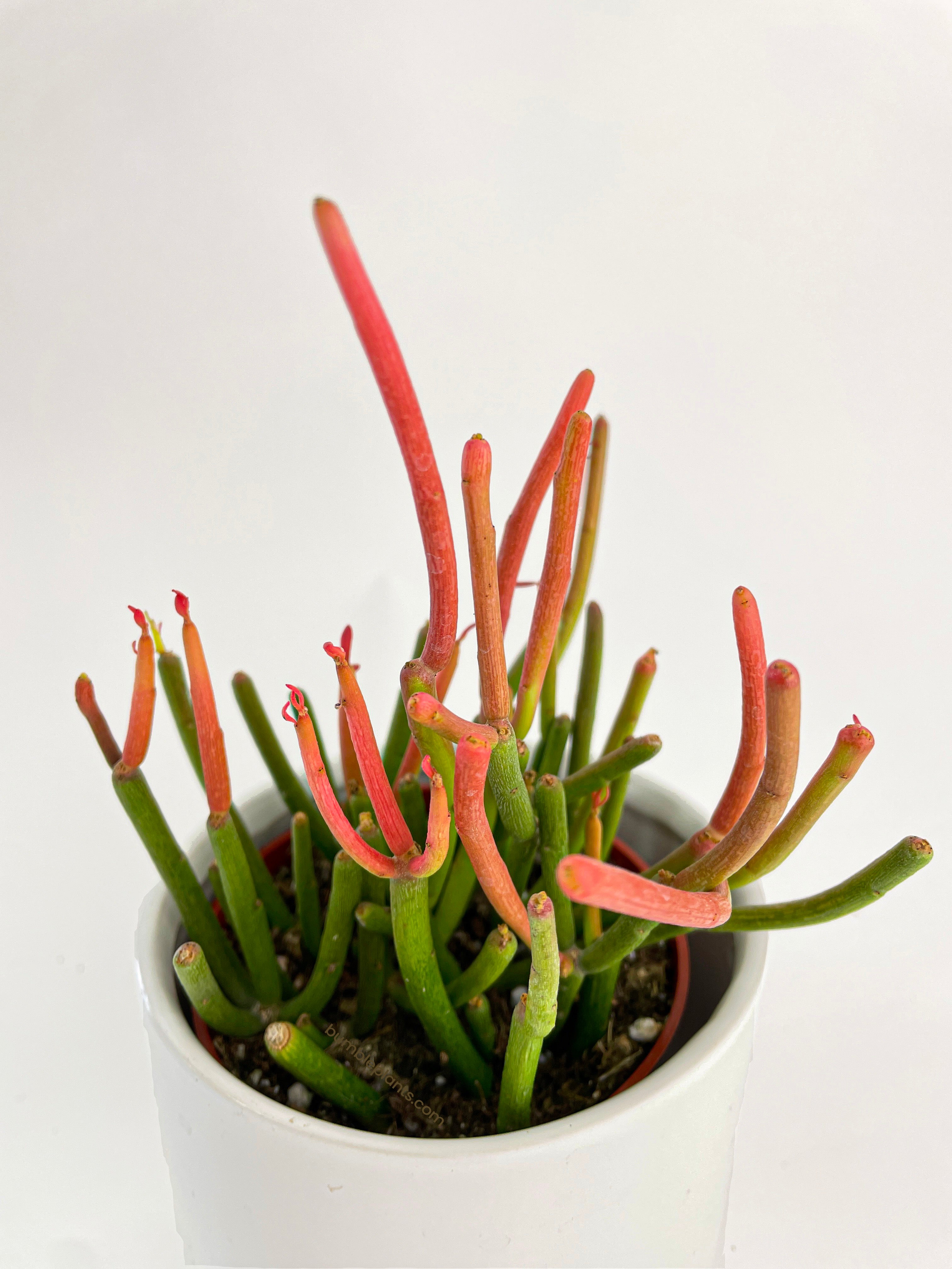 Firestick Pencil Cactus Euphorbia Tirucalli Succulent - Bumble Plants