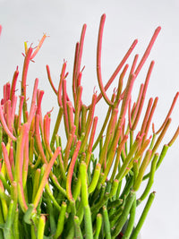 Firestick Pencil Cactus Euphorbia Tirucalli Succulent - Bumble Plants