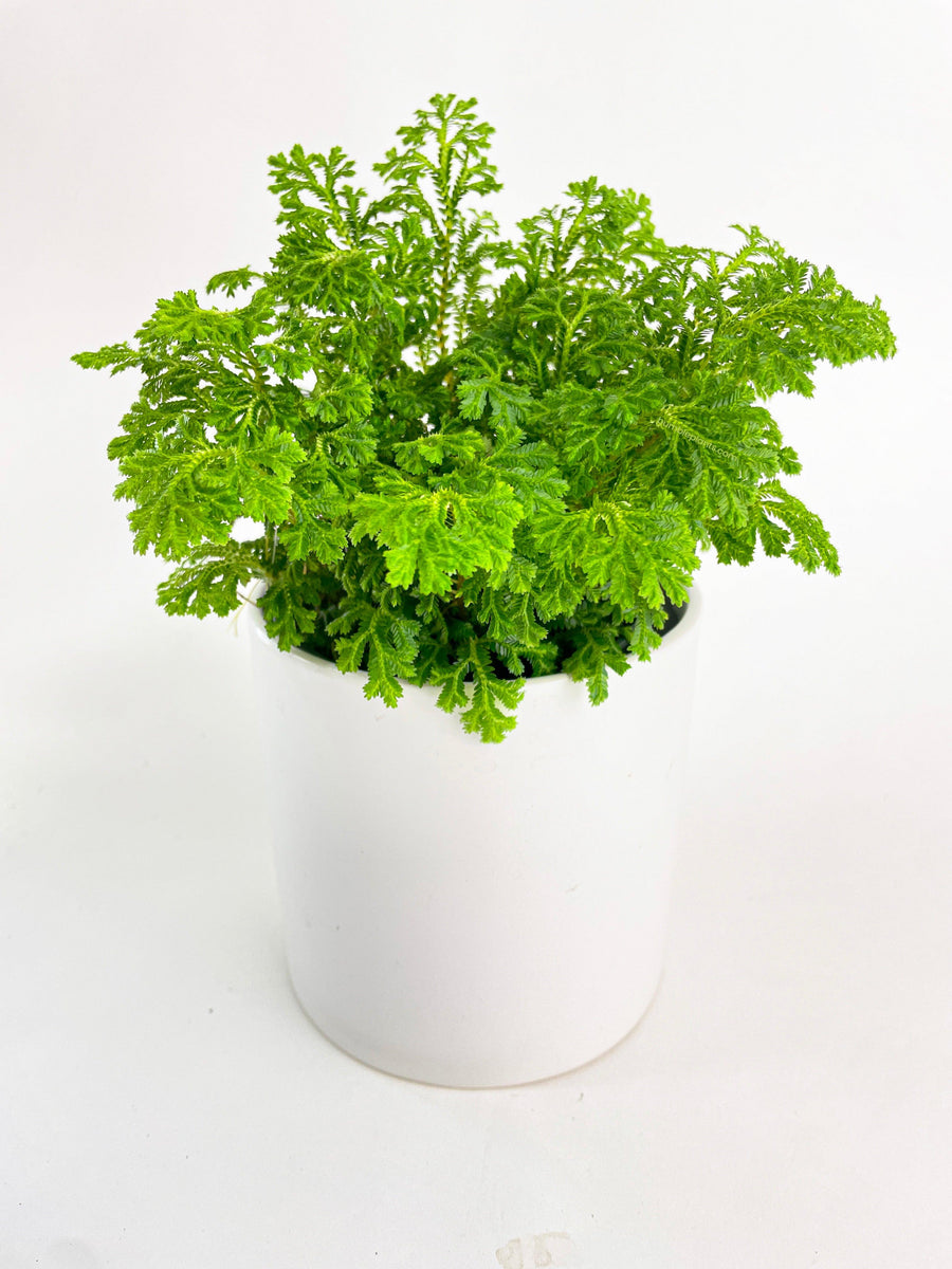 Frosted Tip Fern Selaginella Kraussiana - Bumble Plants