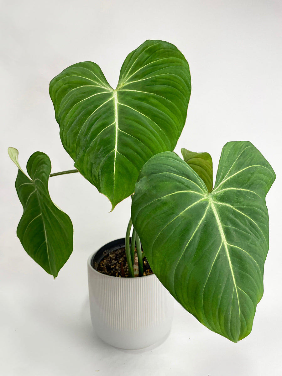 Philodendron Gloriosum - Bumble Plants