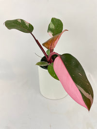 Philodendron Pink Princess - Bumble Plants