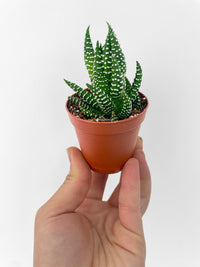 Haworthia Zebra Succulent - Bumble Plants