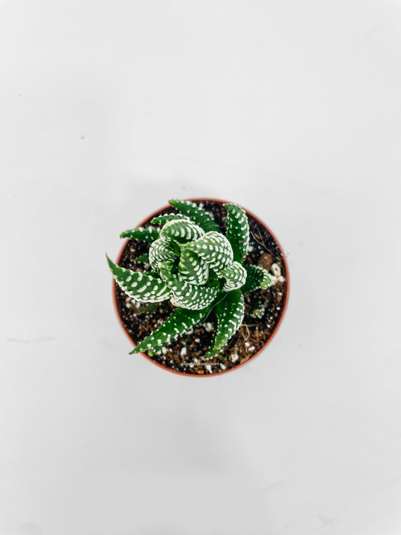 Haworthia Zebra Succulent - Bumble Plants