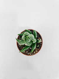 Haworthia Zebra Succulent - Bumble Plants