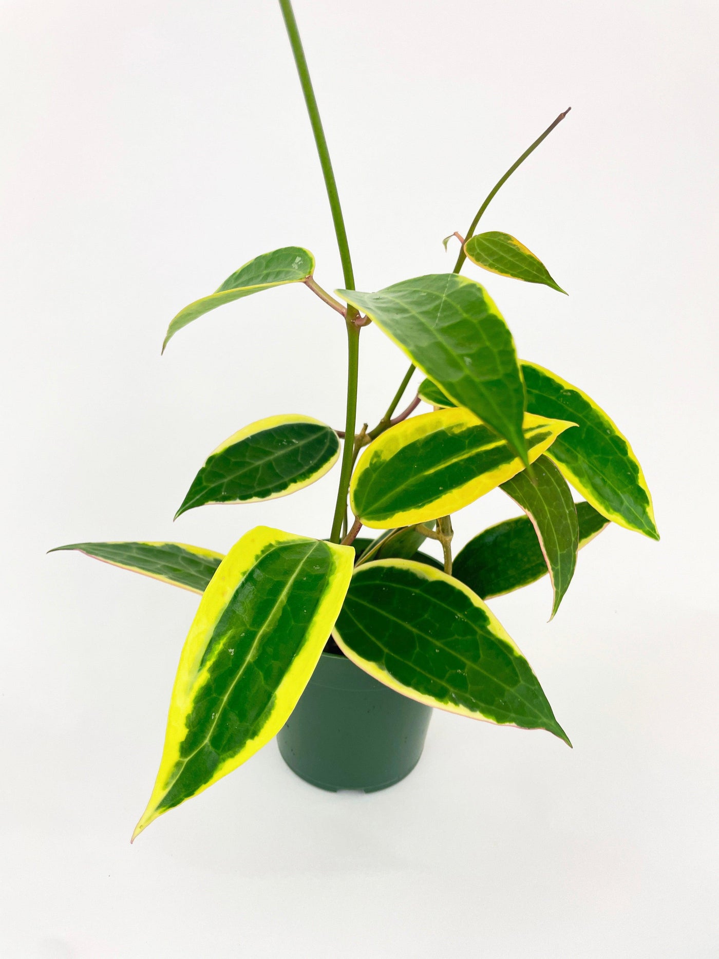 Variegated Hoya Macrophylla Albo - Bumble Plants