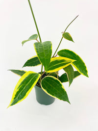 Variegated Hoya Macrophylla Albo - Bumble Plants