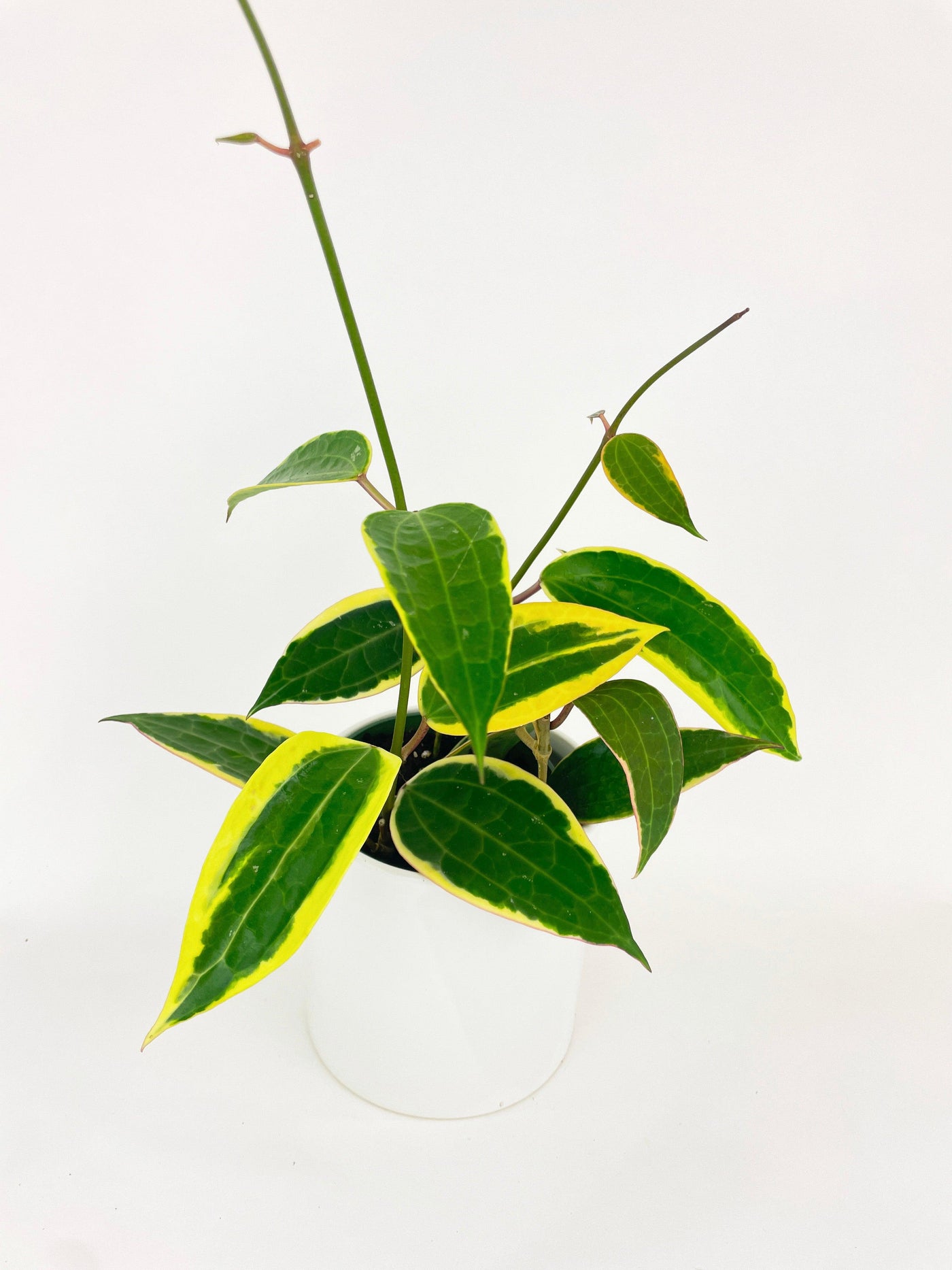 Variegated Hoya Macrophylla Albo - Bumble Plants