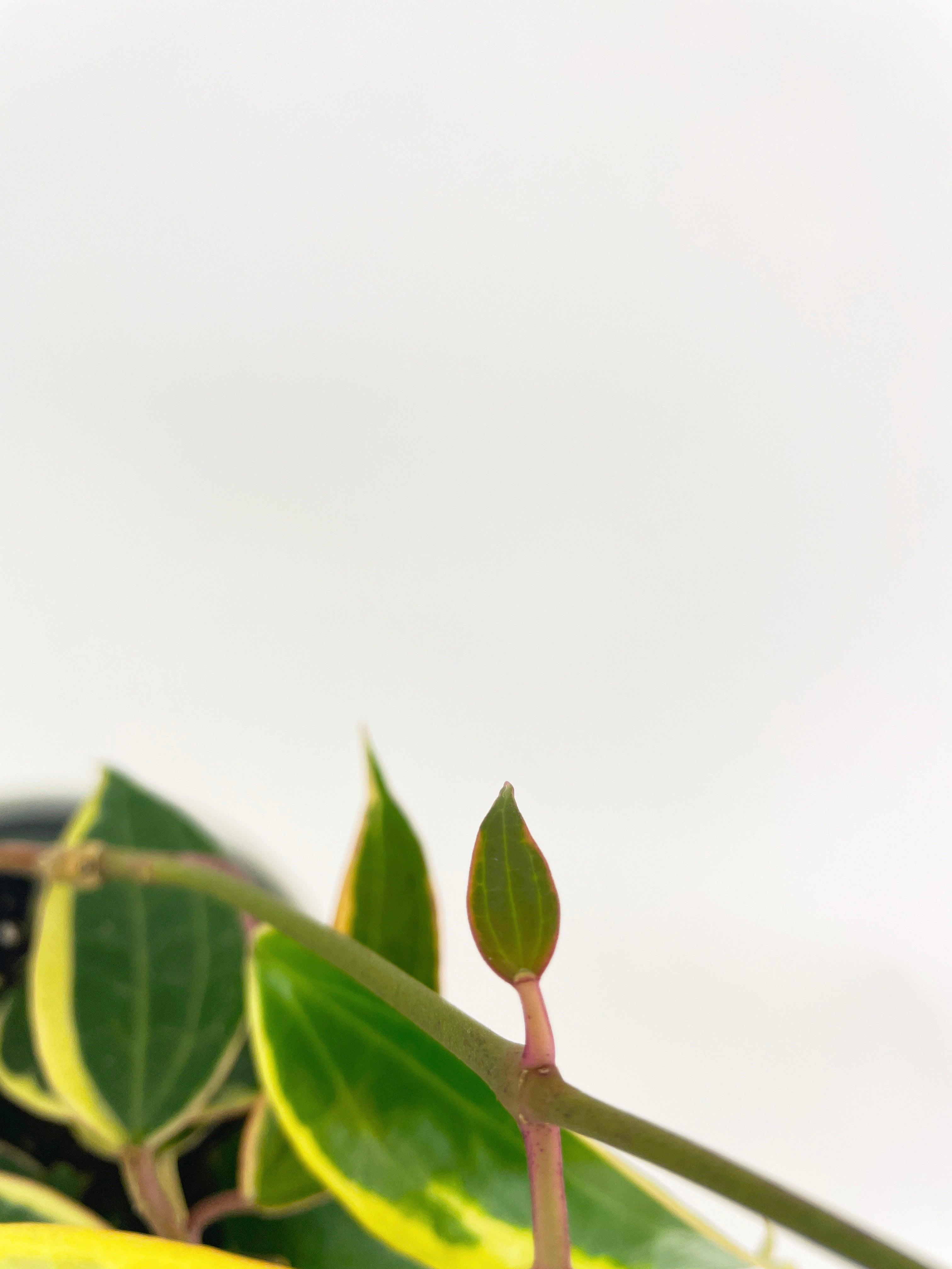 Variegated Hoya Macrophylla Albo - Bumble Plants