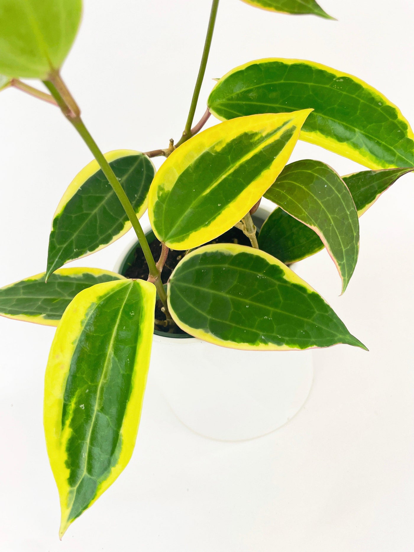 Variegated Hoya Macrophylla Albo - Bumble Plants