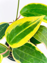 Variegated Hoya Macrophylla Albo - Bumble Plants