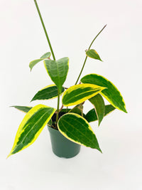 Variegated Hoya Macrophylla Albo - Bumble Plants