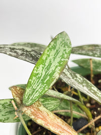 Hoya Sigillatis - Bumble Plants