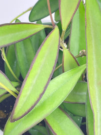 Hoya Wayetii - Bumble Plants