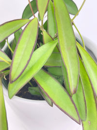 Hoya Wayetii - Bumble Plants