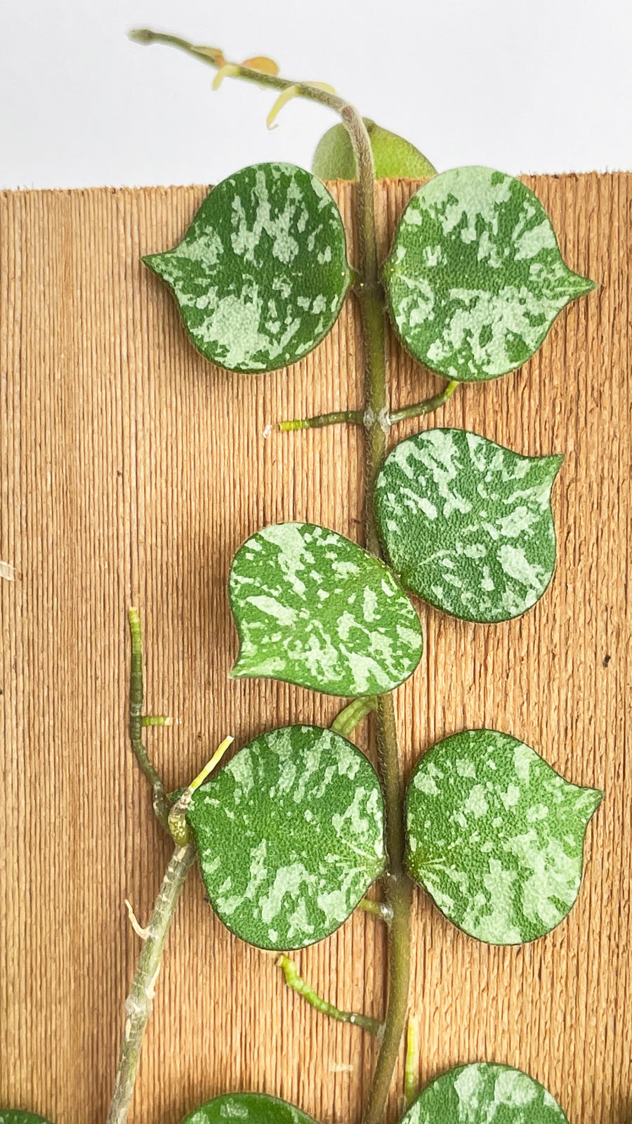 Hoya Curtisii - Bumble Plants