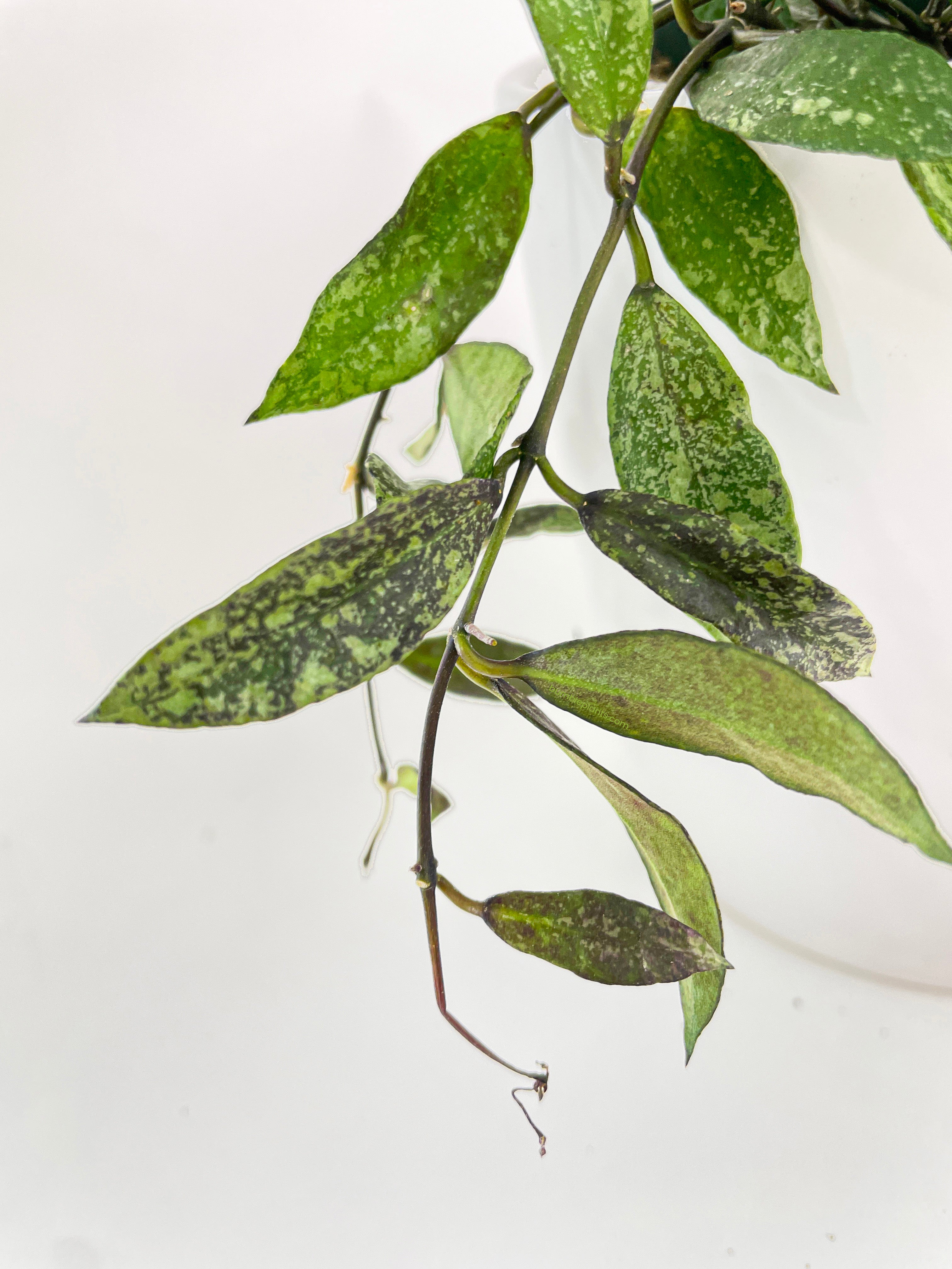 Hoya Lacunosa 'Royal Flush' - Bumble Plants