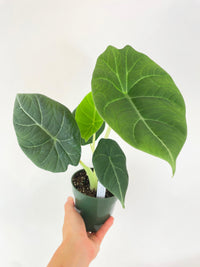 Alocasia Maharani Queen - Bumble Plants