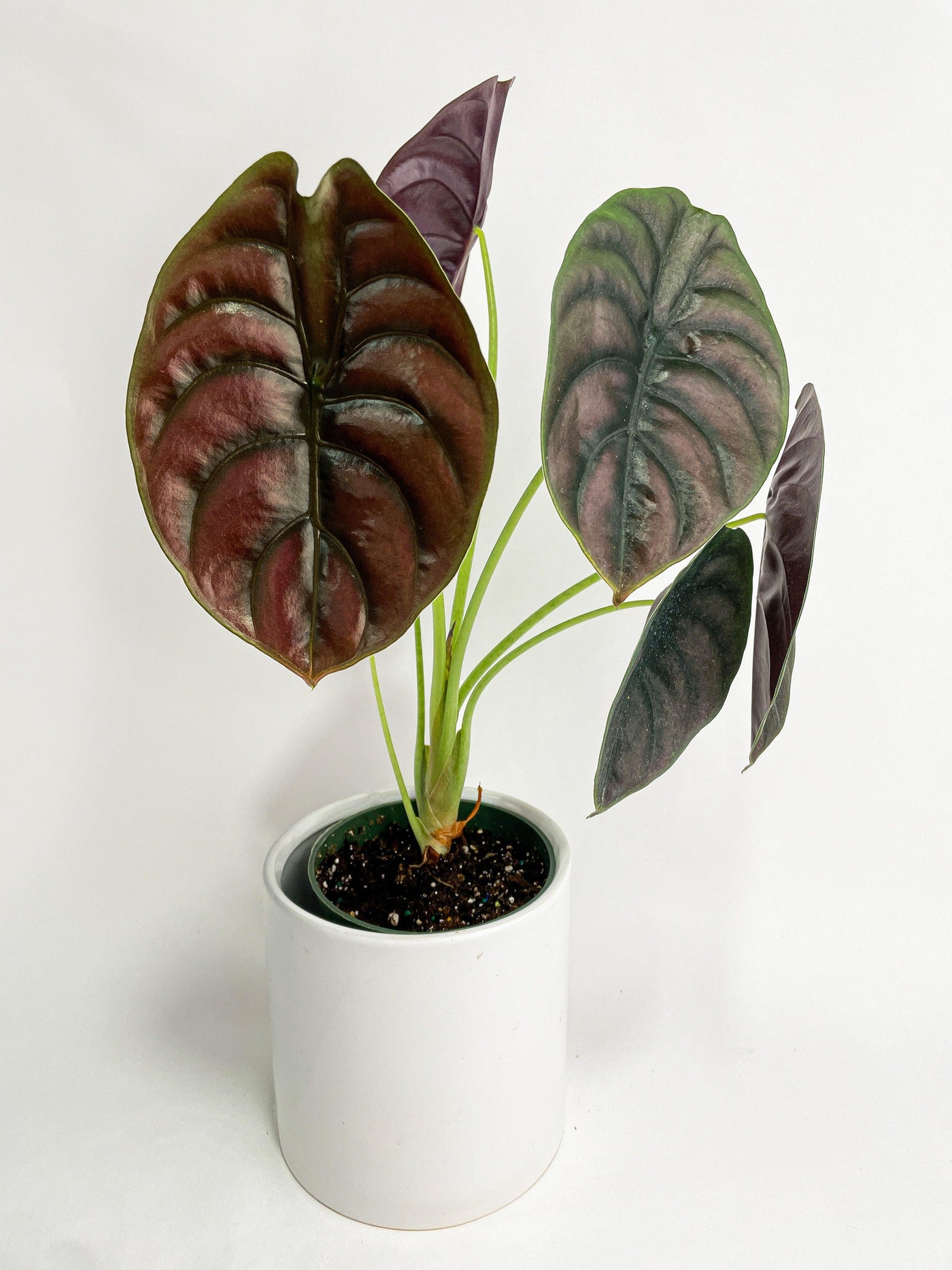 Alocasia Cuprea Red Secret Jewel - Bumble Plants