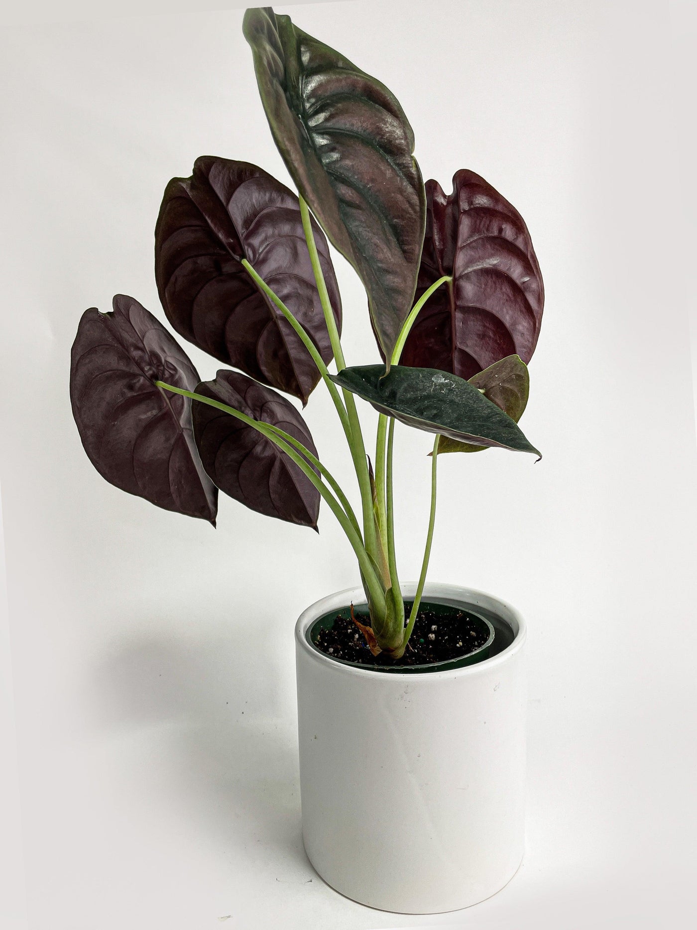 Alocasia Cuprea Red Secret Jewel - Bumble Plants