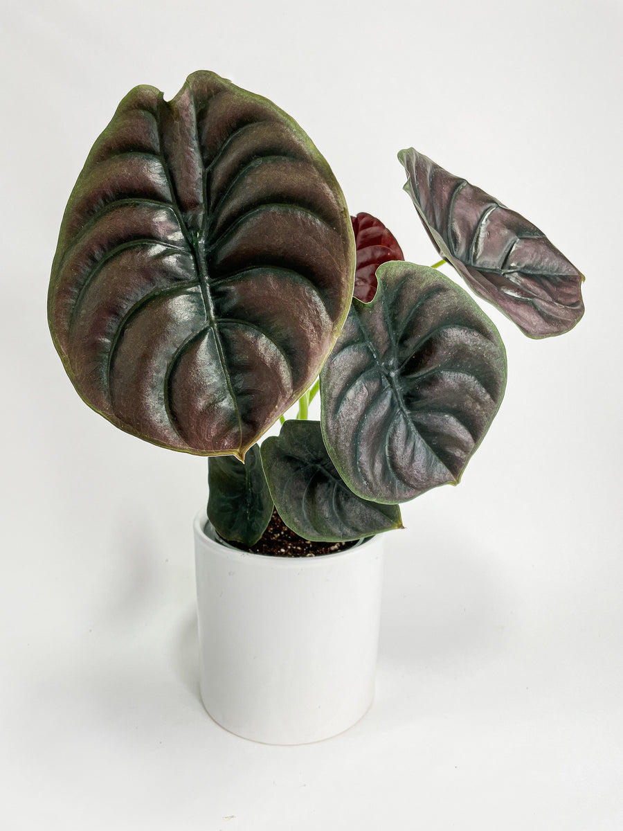 Alocasia Cuprea Red Secret Jewel - Bumble Plants