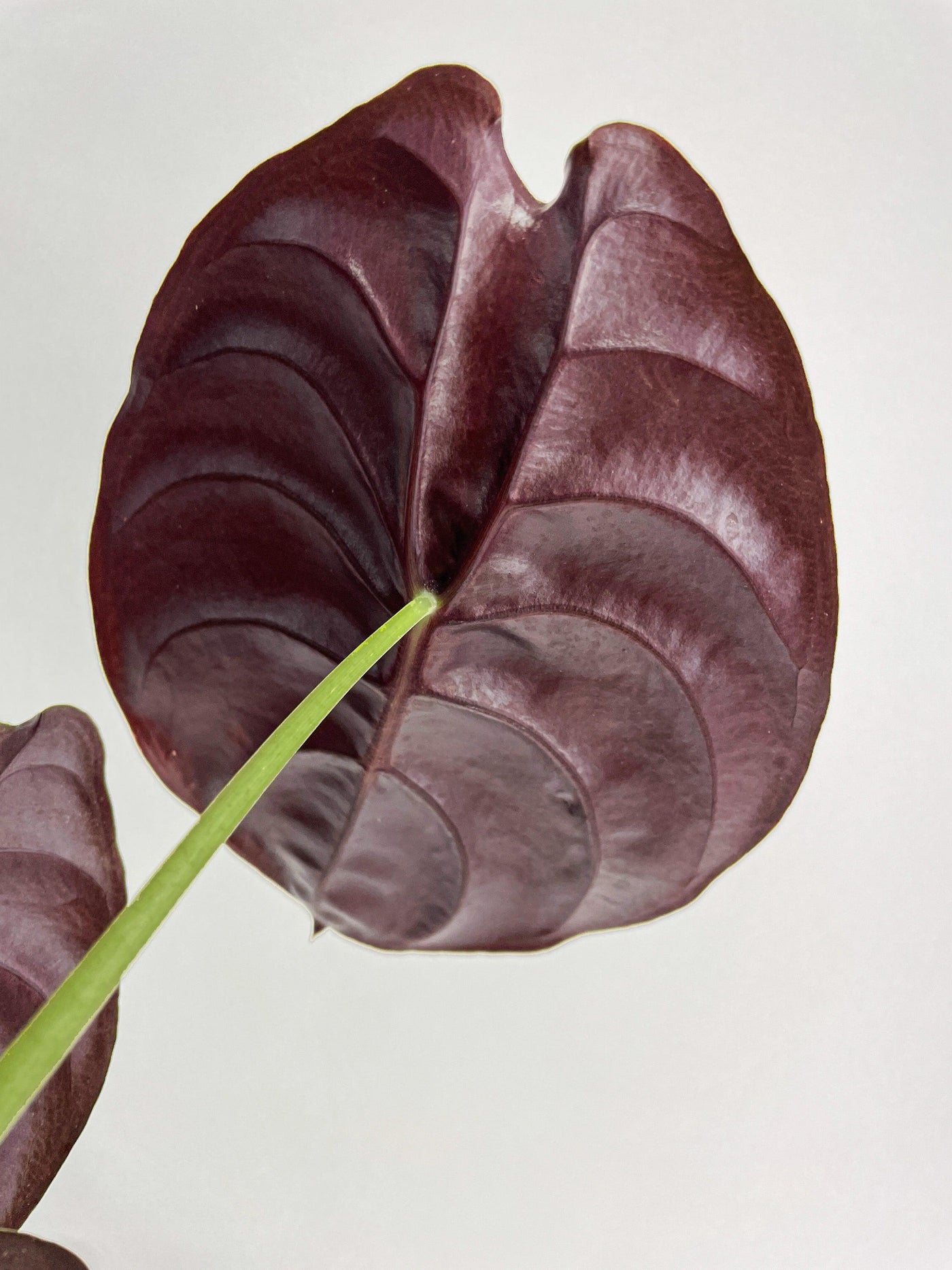 Alocasia Cuprea Red Secret Jewel - Bumble Plants