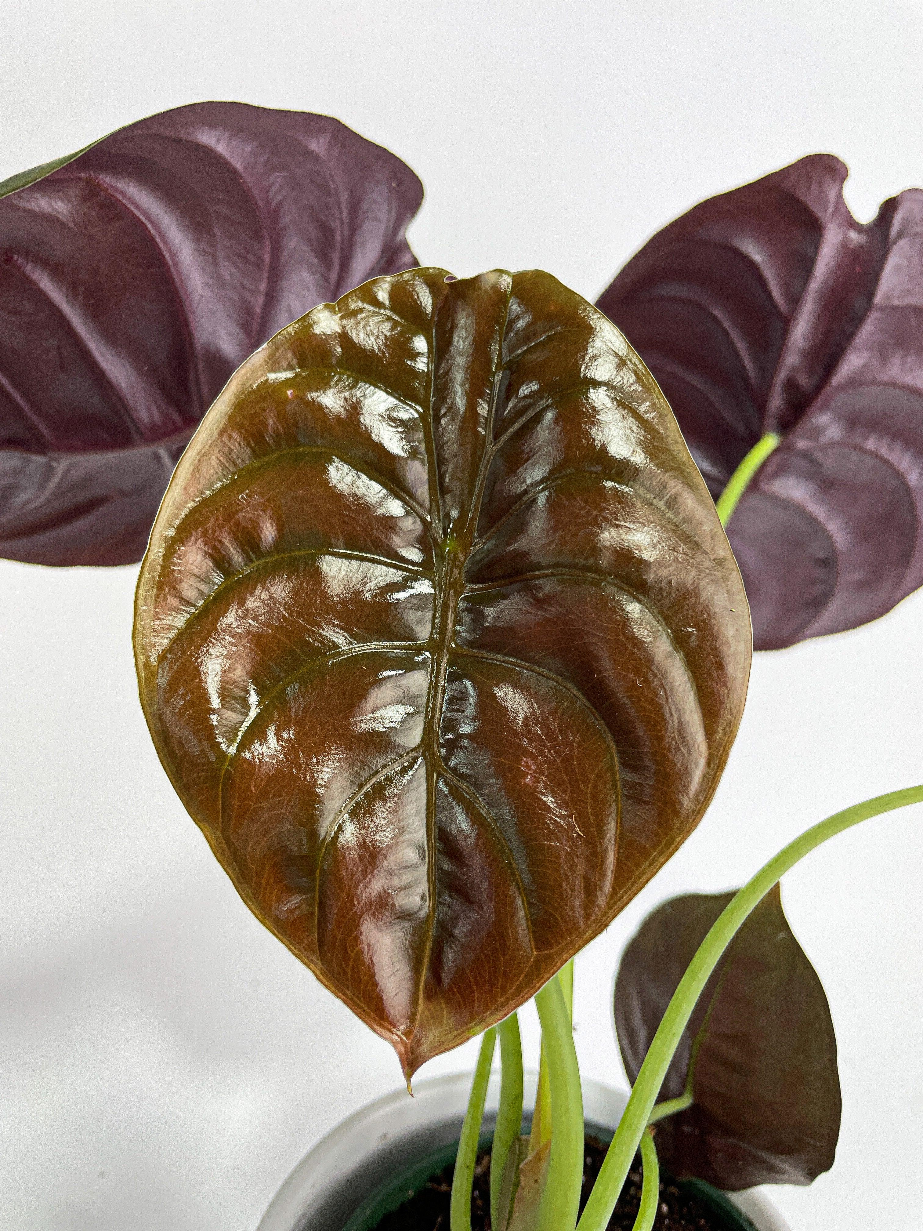 Alocasia Cuprea Red Secret Jewel - Bumble Plants