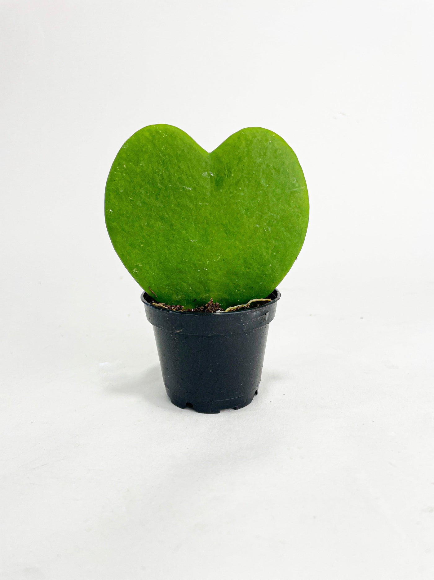 Sweetheart Hoya Kerrii Heart - Bumble Plants