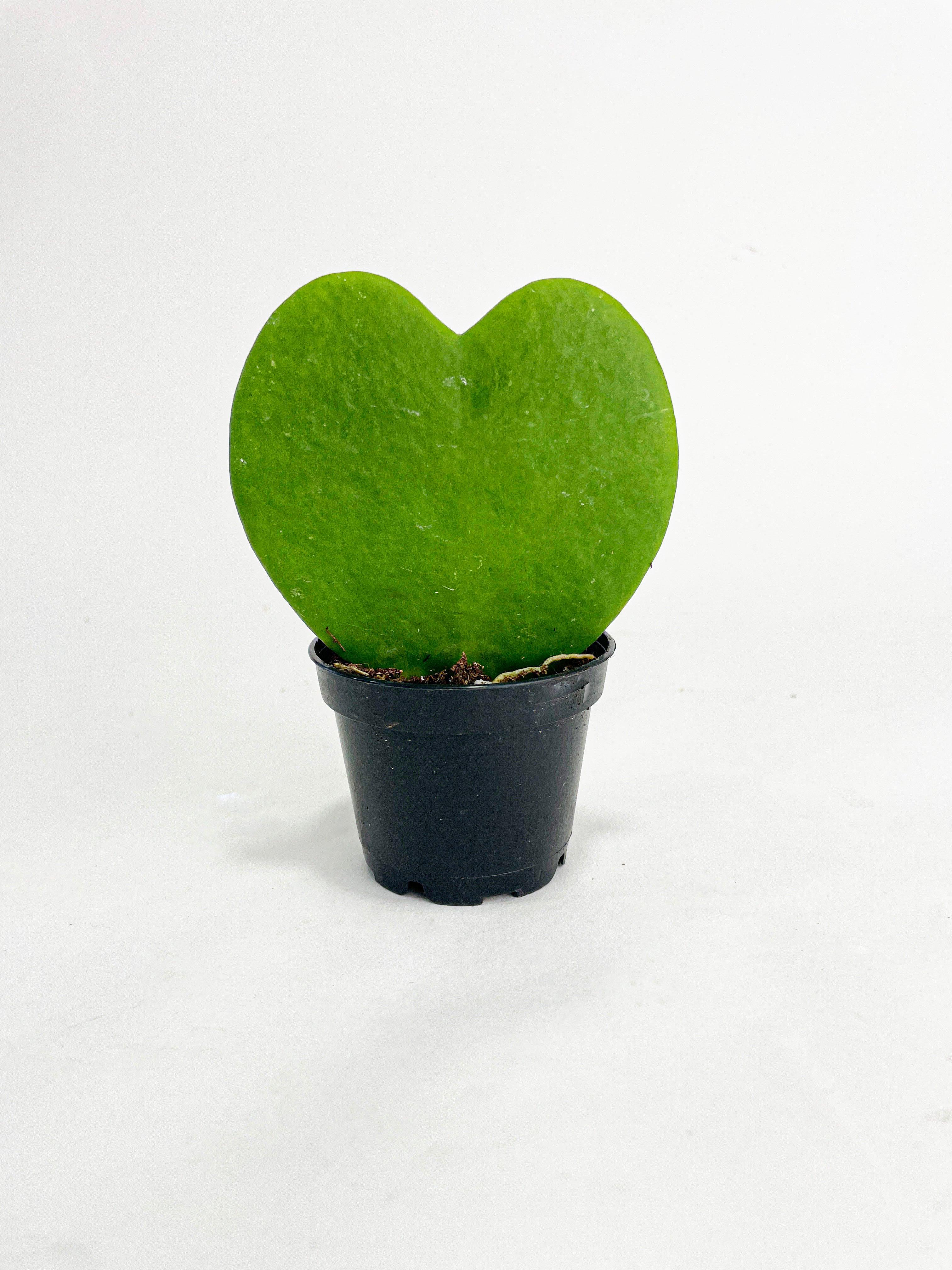 Sweetheart Hoya Kerrii Heart - Bumble Plants