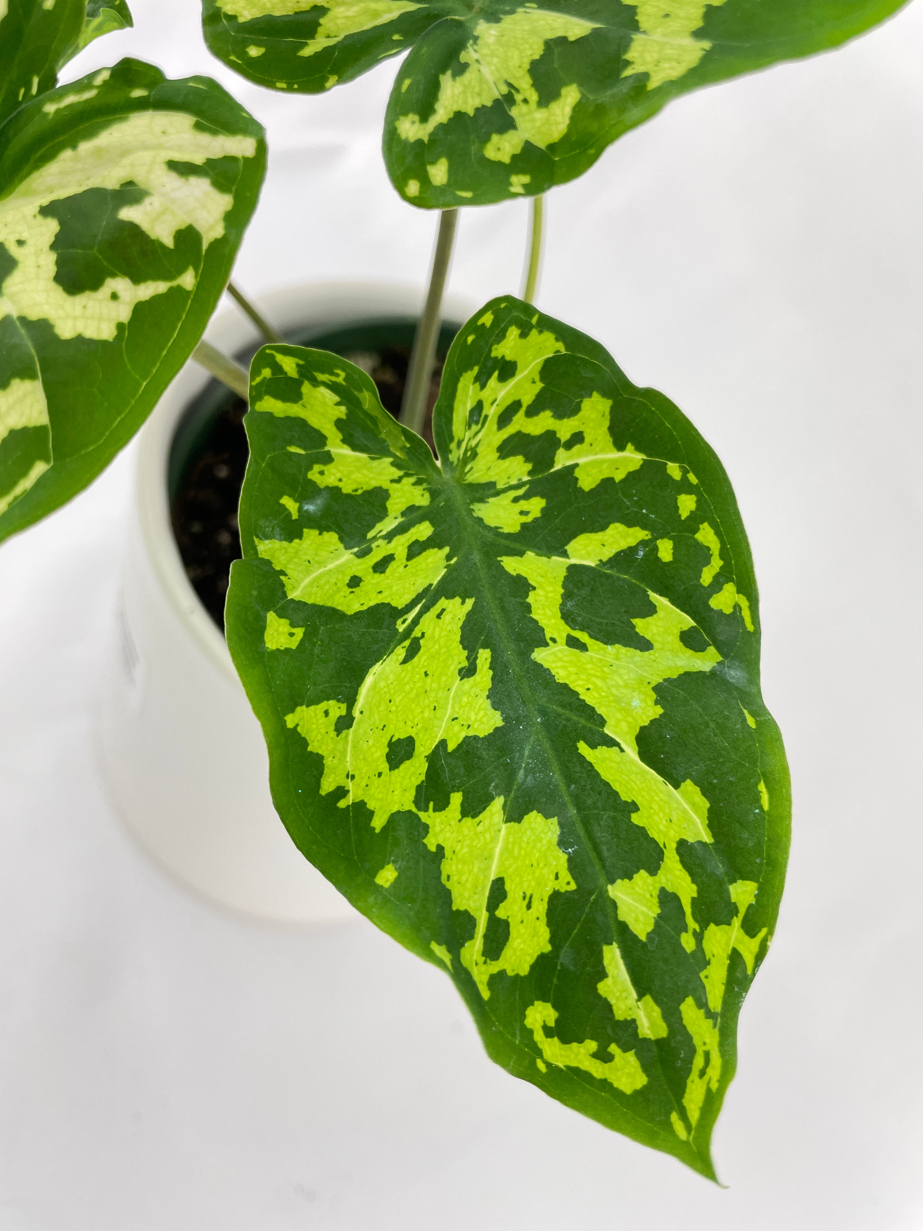 Caladium Hilo Beauty - Bumble Plants