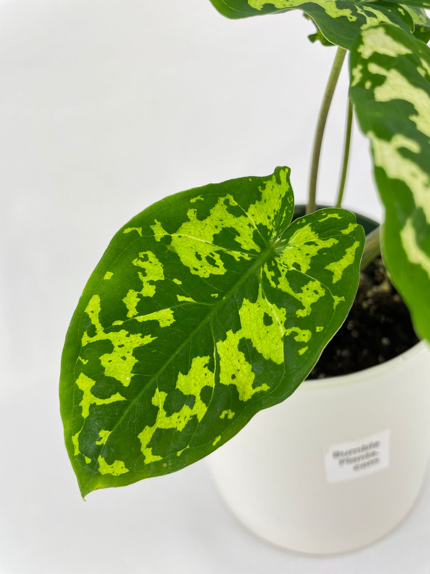 Caladium Hilo Beauty - Bumble Plants