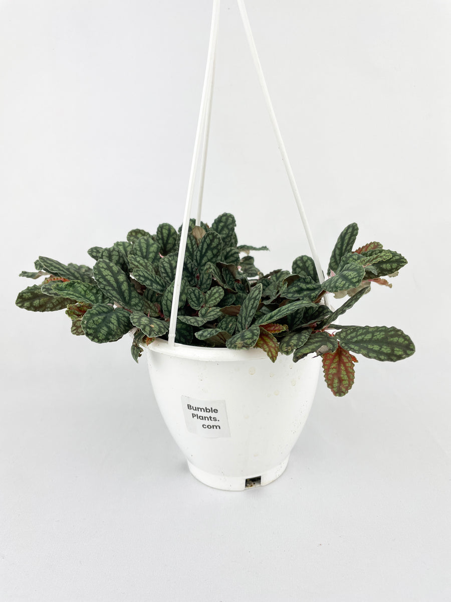 Watermelon Begonia (Pellionia Pulchra) - Bumble Plants