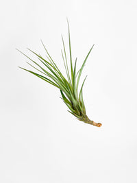 Tillandsia Moonlight Air Plant - Bumble Plants