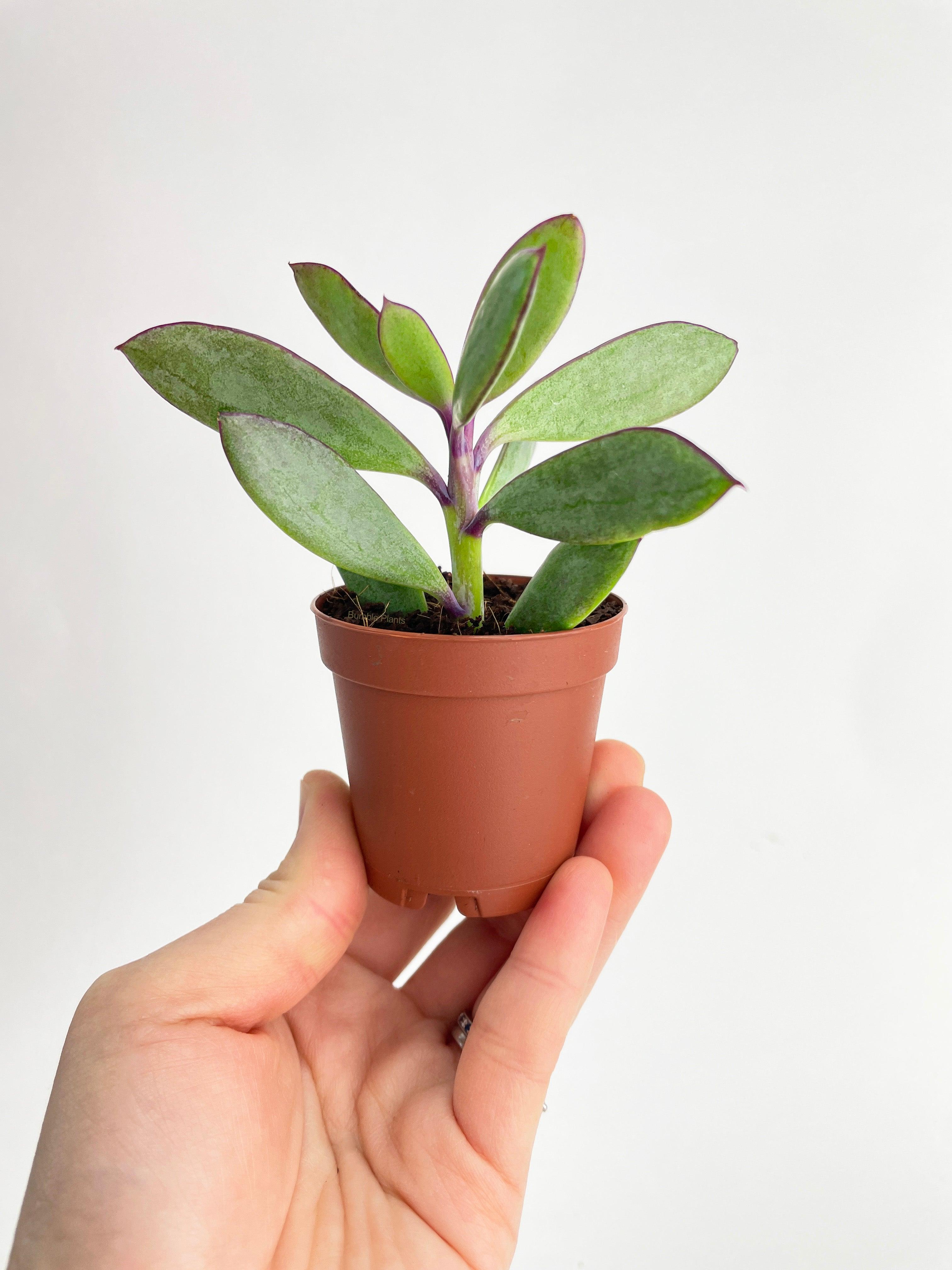 Vertical Leaf Senecio Purple Succulent - Bumble Plants