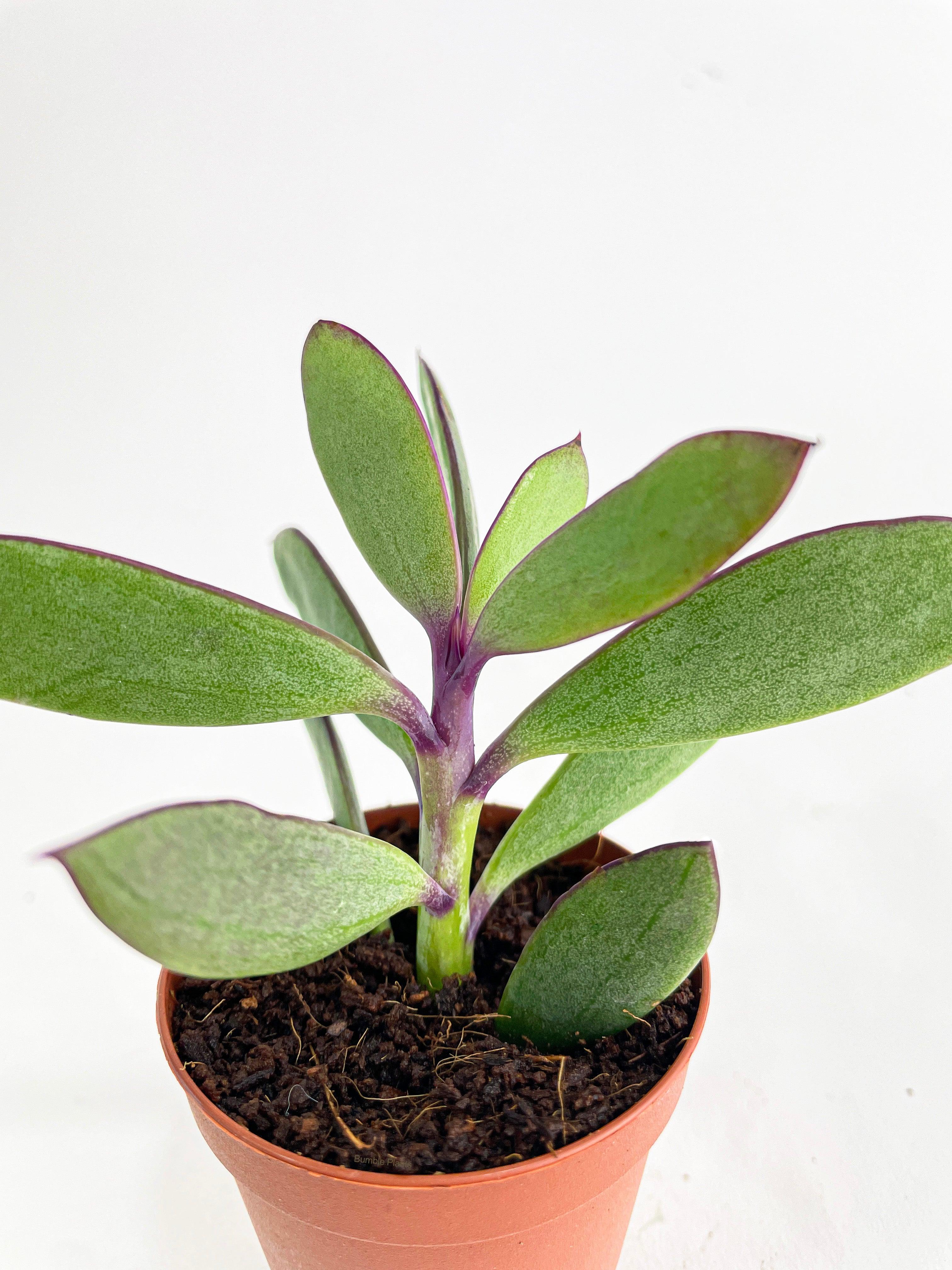 Vertical Leaf Senecio Purple Succulent - Bumble Plants