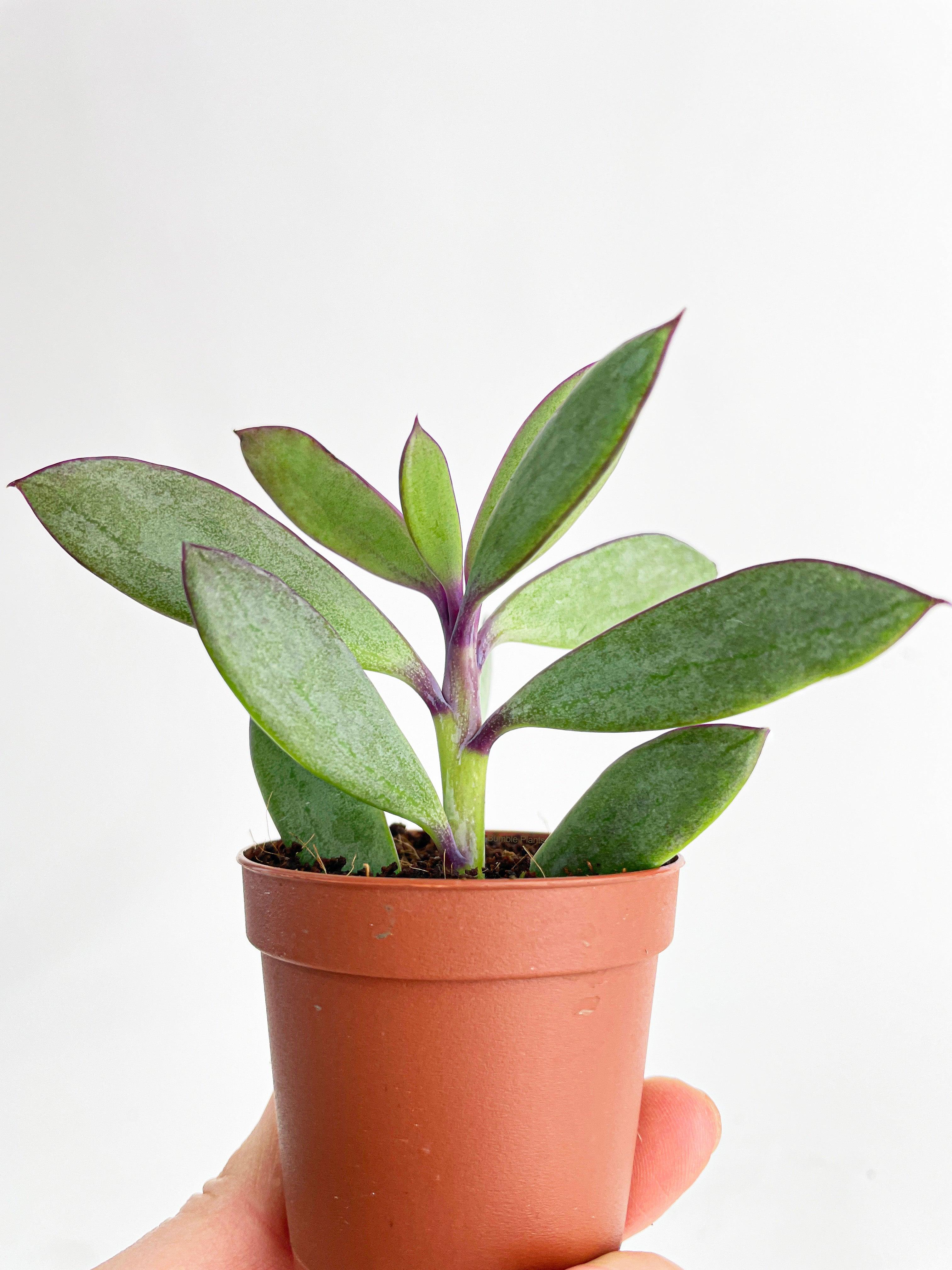 Vertical Leaf Senecio Purple Succulent - Bumble Plants