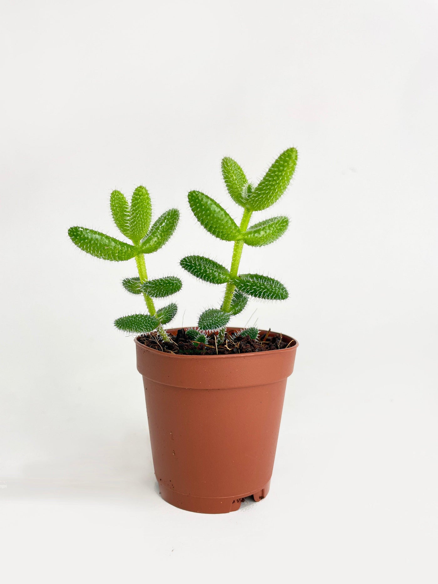 Hedgehog Ice Plant Succulent - Bumble Plants