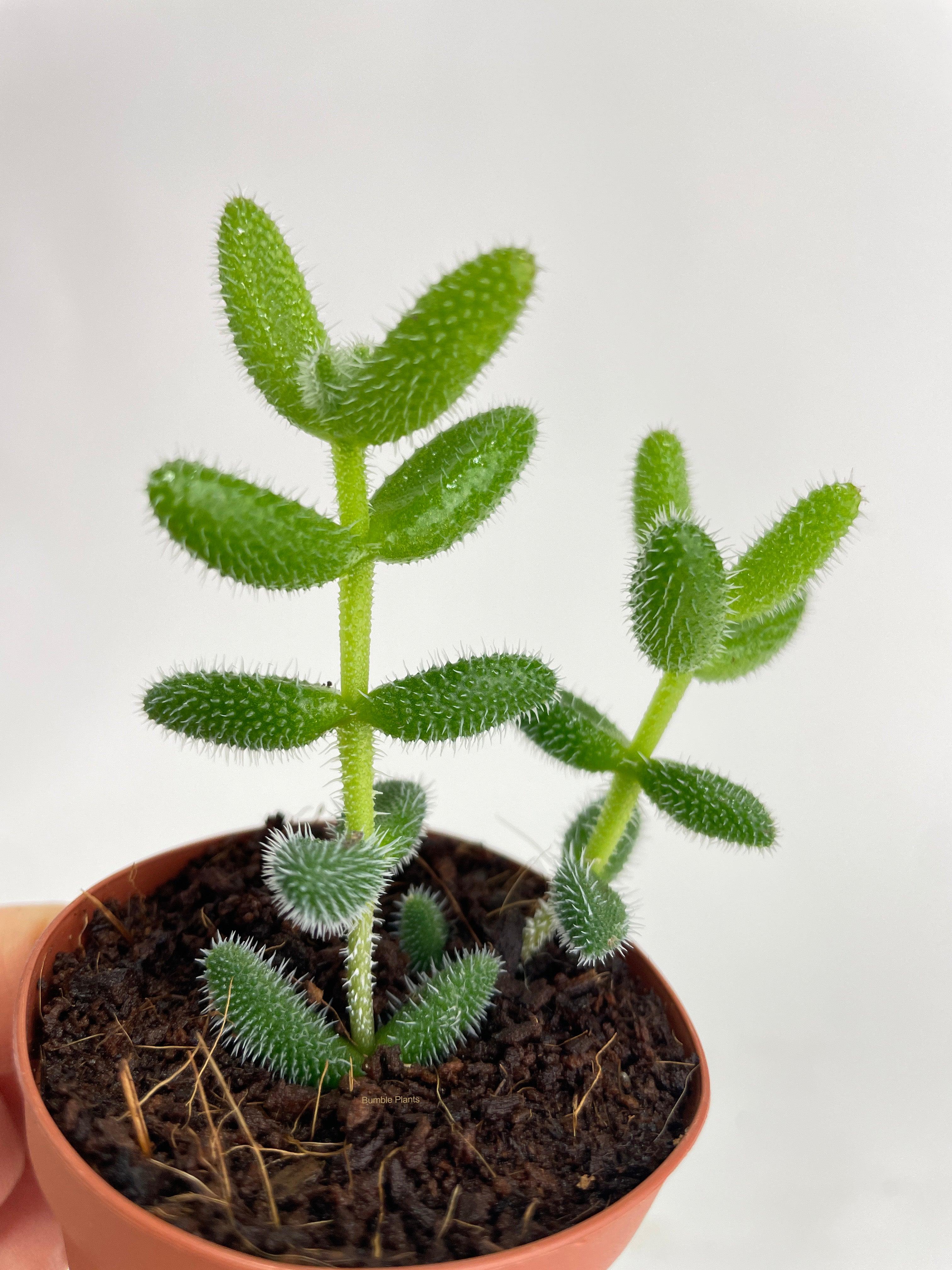 Hedgehog Ice Plant Succulent - Bumble Plants