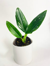 Monstera Standleyana 'Albo Variegata' - Bumble Plants