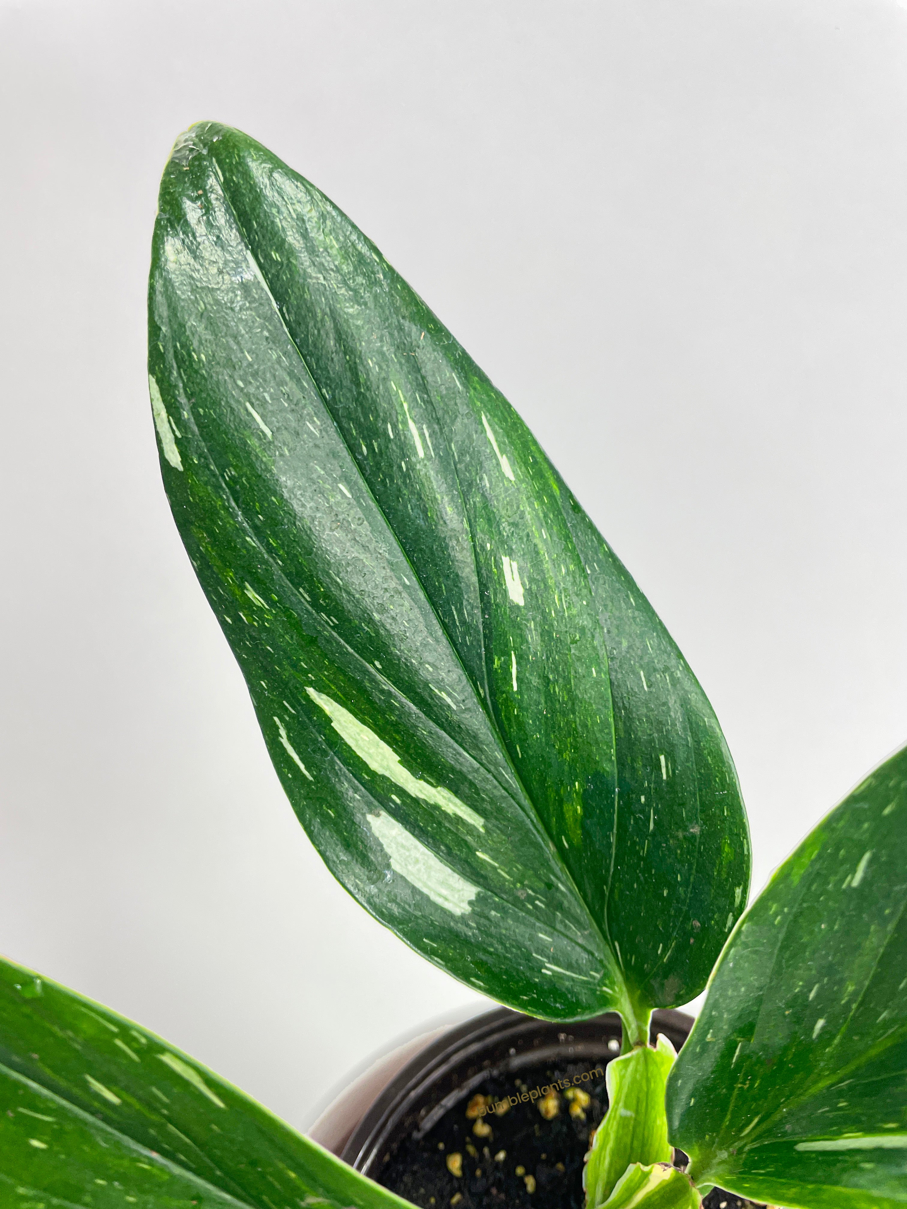 Monstera Standleyana 'Albo Variegata' - Bumble Plants