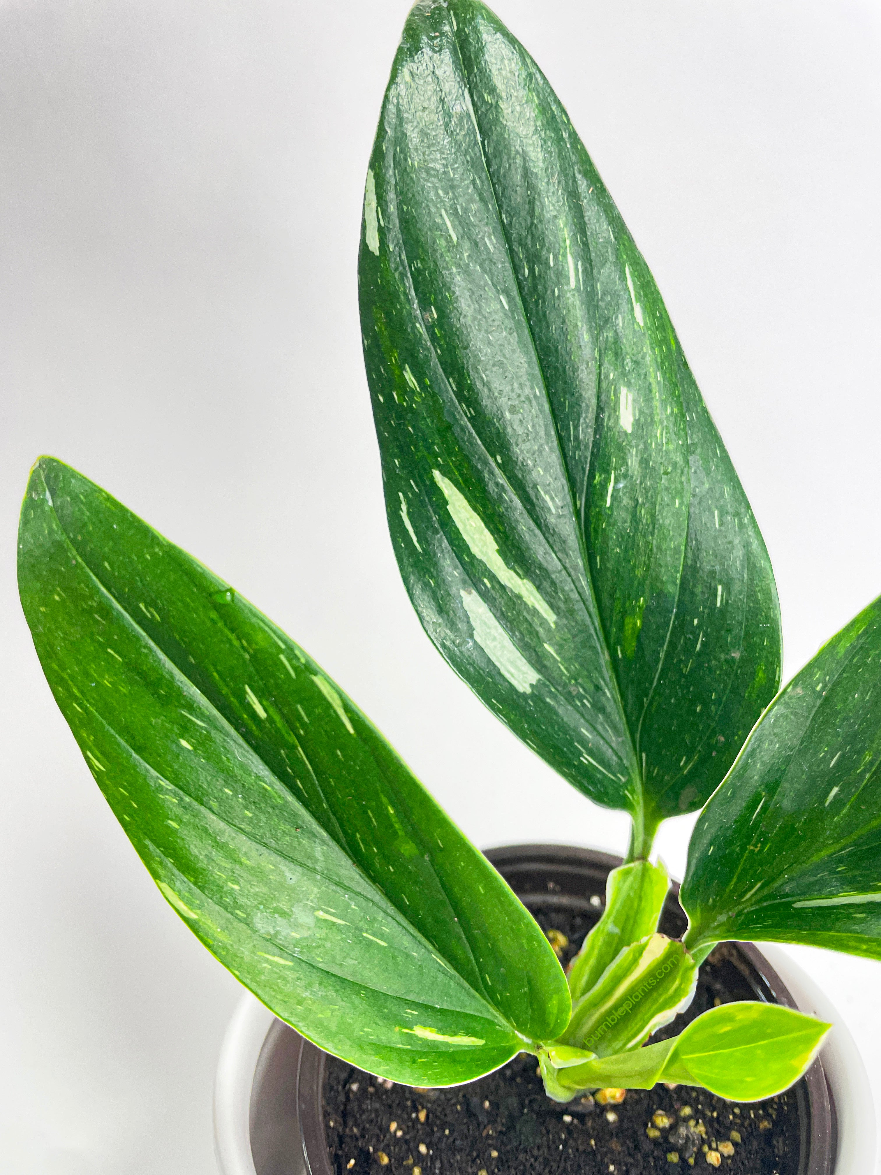 Monstera Standleyana 'Albo Variegata' - Bumble Plants