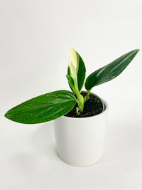 Monstera Standleyana 'Albo Variegata' - Bumble Plants