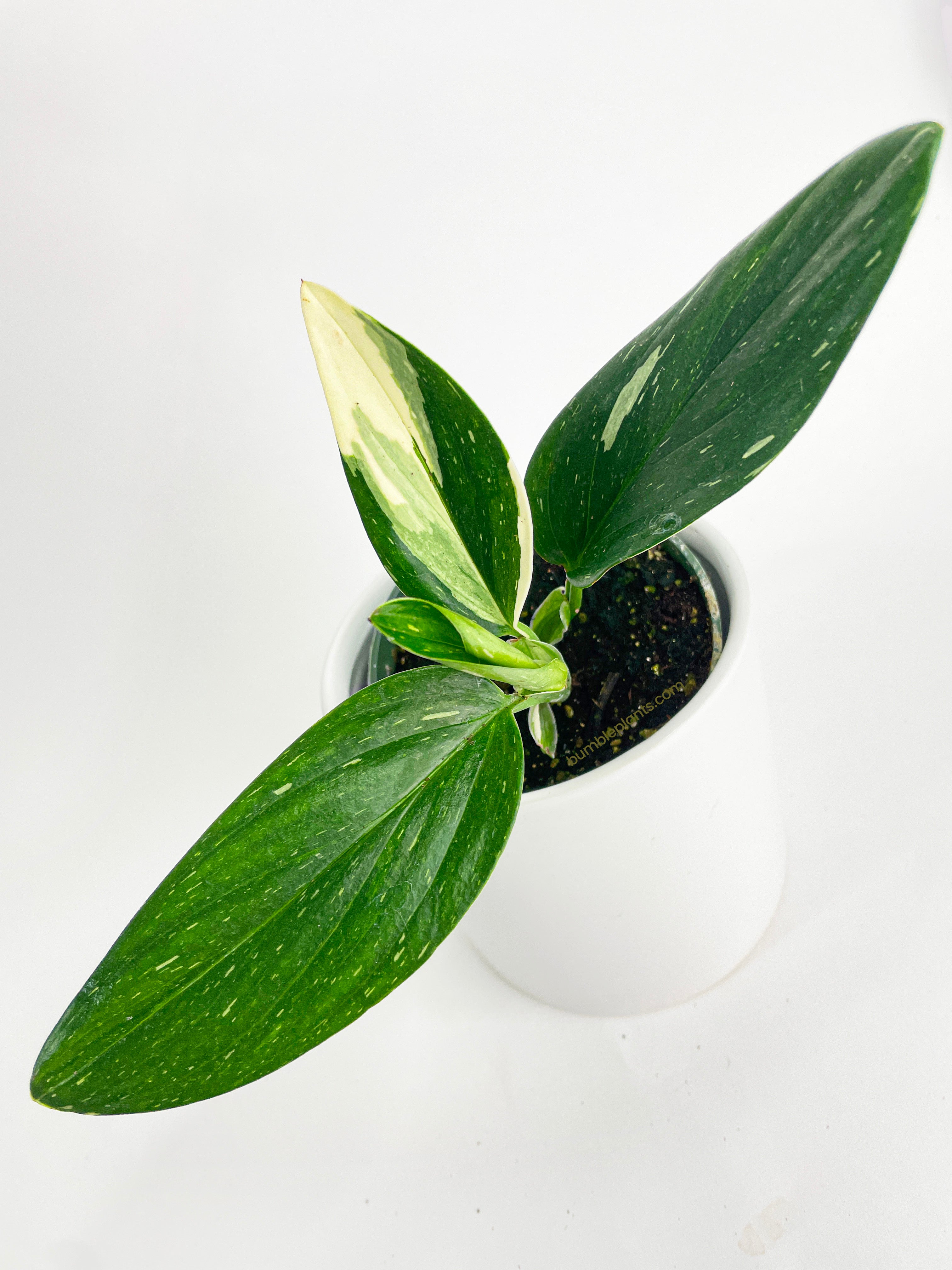 Monstera Standleyana 'Albo Variegata' - Bumble Plants