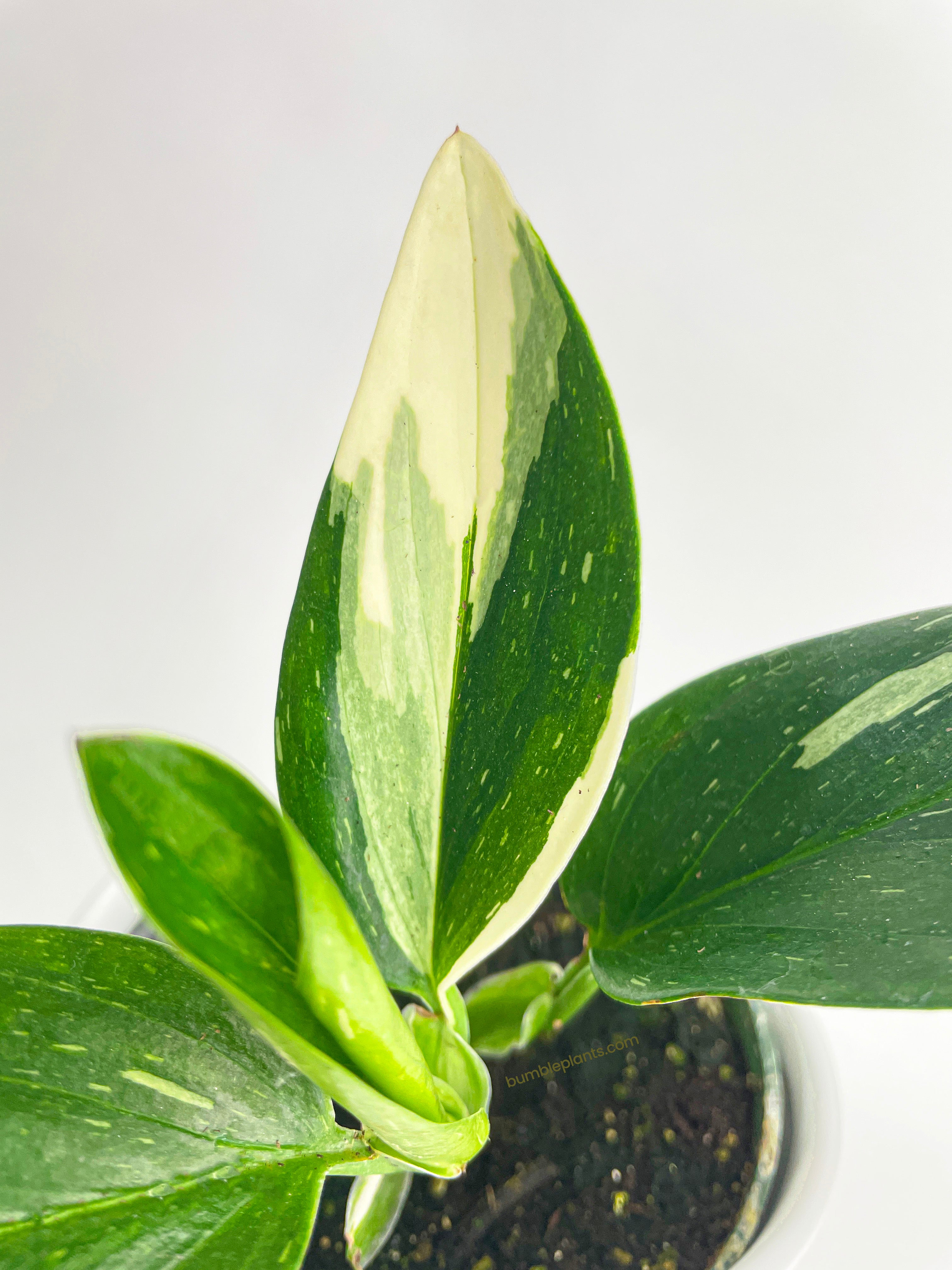 Monstera Standleyana 'Albo Variegata' - Bumble Plants