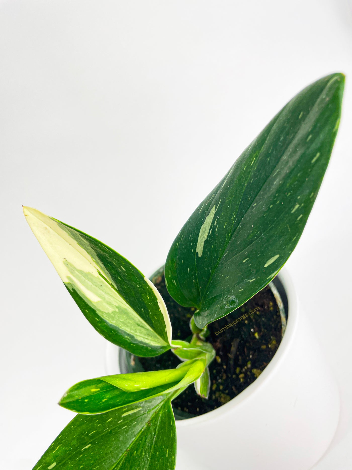 Monstera Standleyana 'Albo Variegata' - Bumble Plants