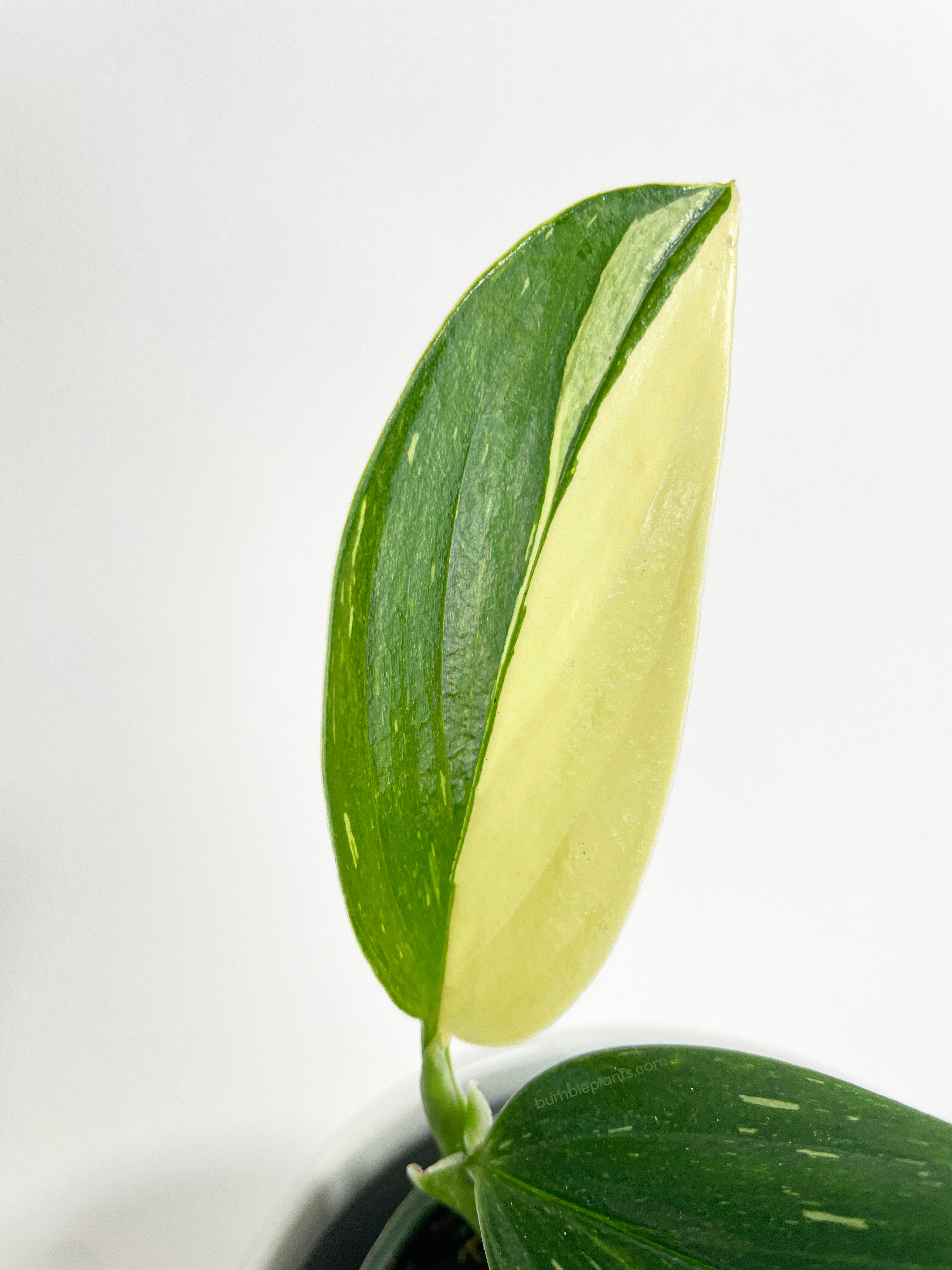 Monstera Standleyana 'Albo Variegata' - Bumble Plants