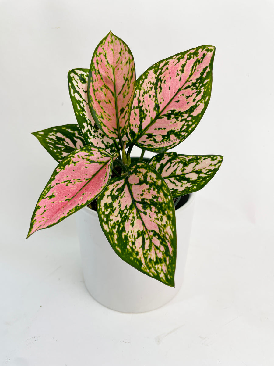 Aglaonema Cherry Anyanmanee 'Lady Valentine' - Bumble Plants