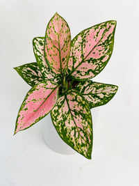 Aglaonema Cherry Anyanmanee 'Lady Valentine' - Bumble Plants